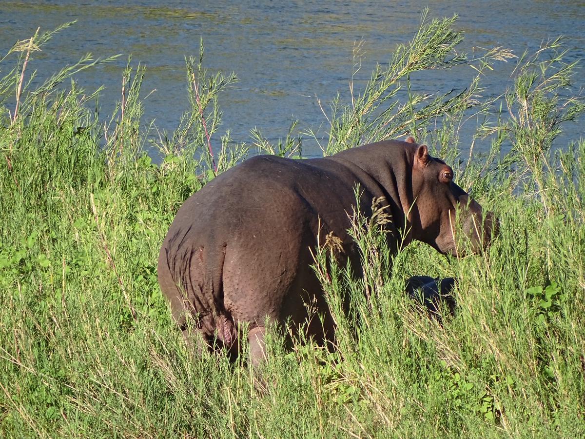 Emhosheni River Lodge Balule Game Reserve Exterior photo