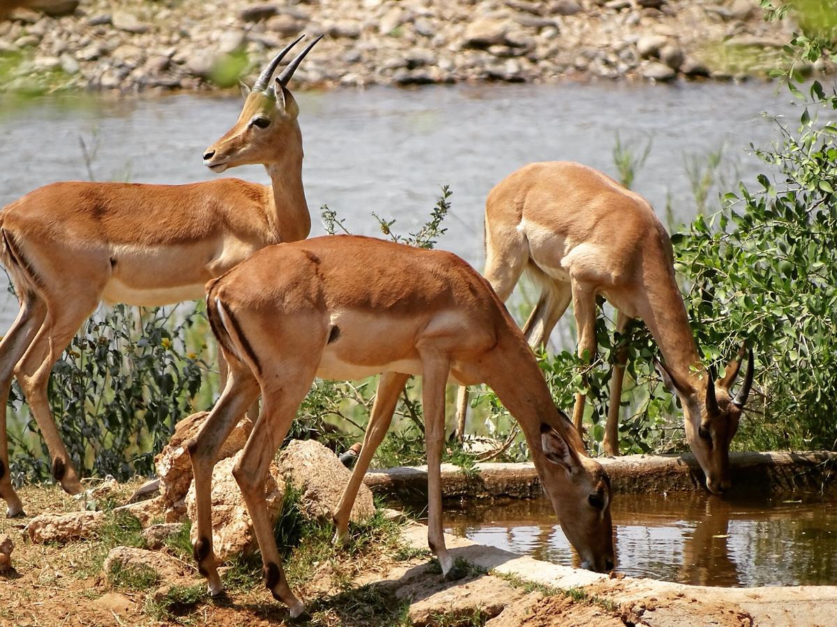 Emhosheni River Lodge Balule Game Reserve Exterior photo
